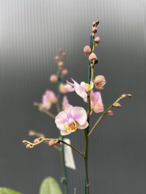 Phalaenopsis carola | Storczyk