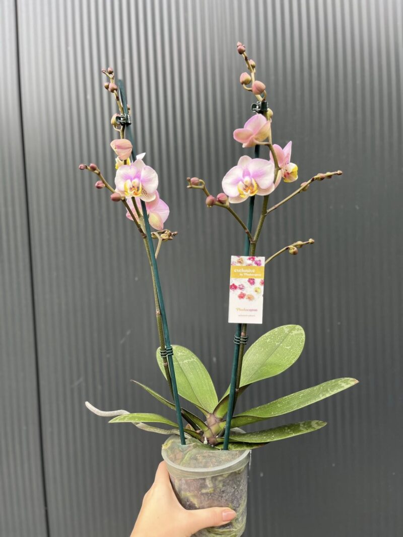 Phalaenopsis carola | Storczyk