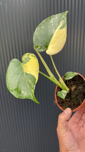 Monstera Aurea Variegata POM POM