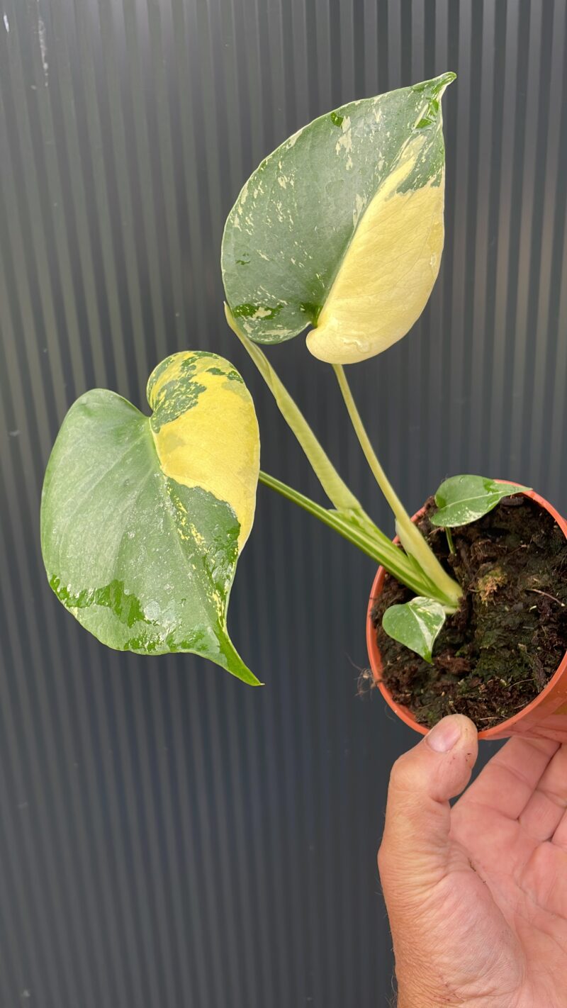 Monstera Aurea Variegata POM POM