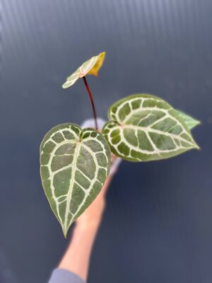 Dockblock Anthurium Zara® x Michelle®