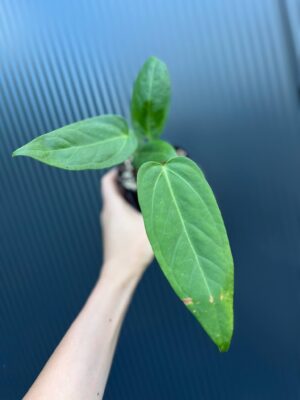 Anthurium Hibrido
