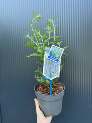 Perovskia atriplicifolia ‘Blue Spire’ – Szałwia rosyjska ‘Blue Spire’