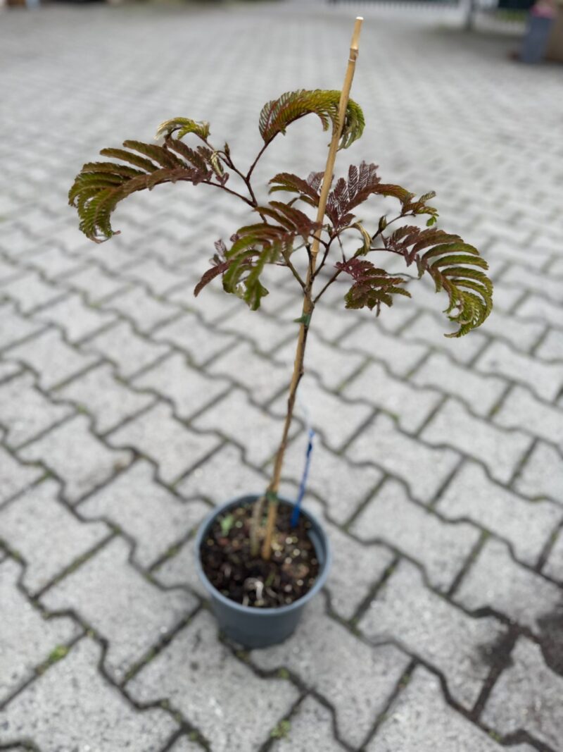 Albizia julibrissin ‘Summer Chocolate’