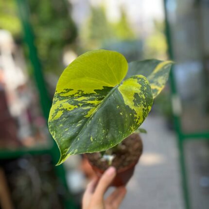 Monstera Aurea Variegata POM POM