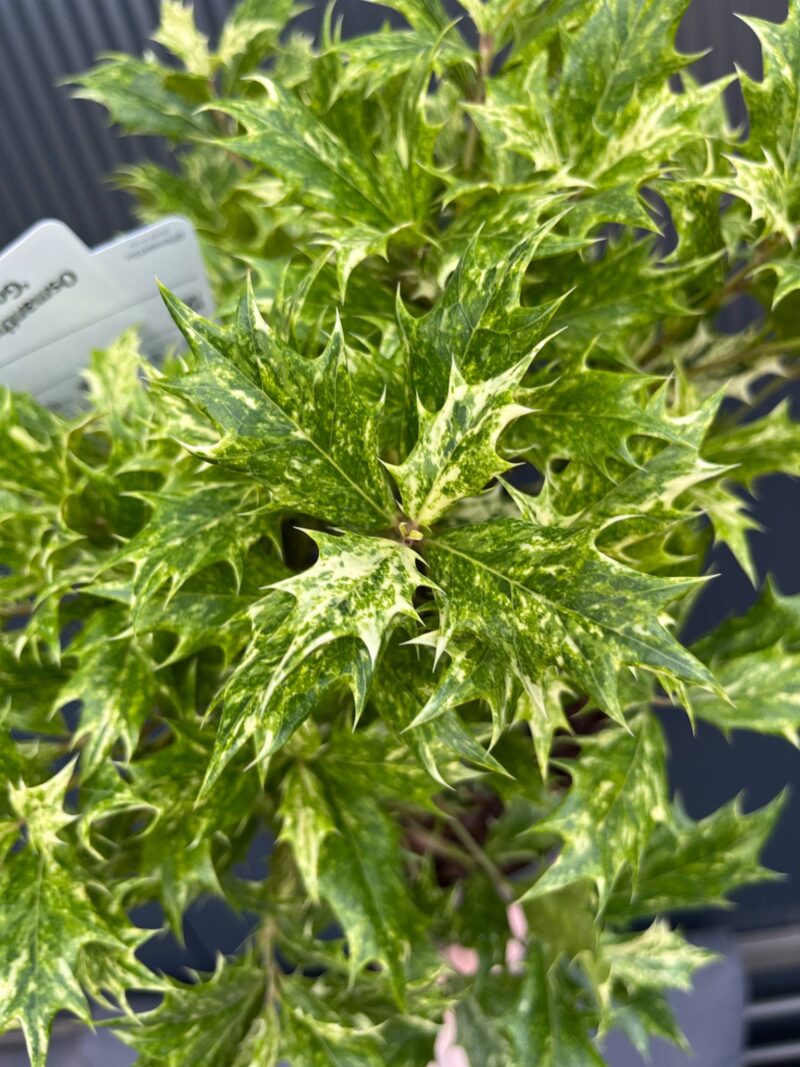 Osmanthus heterophyllus ‘Goshiki’