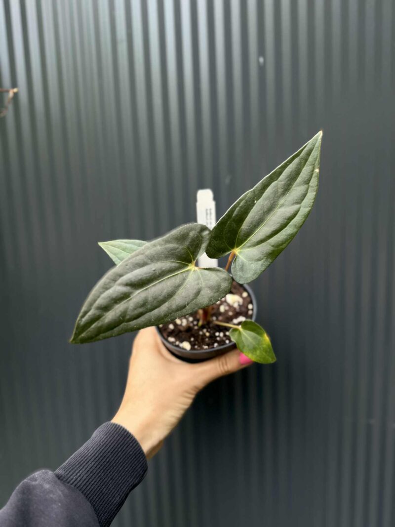 Anthurium Jungle Dreams x Papillilaminum