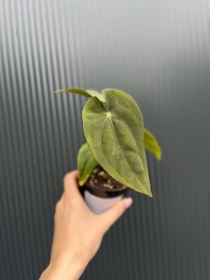 Anthurium Wonderland