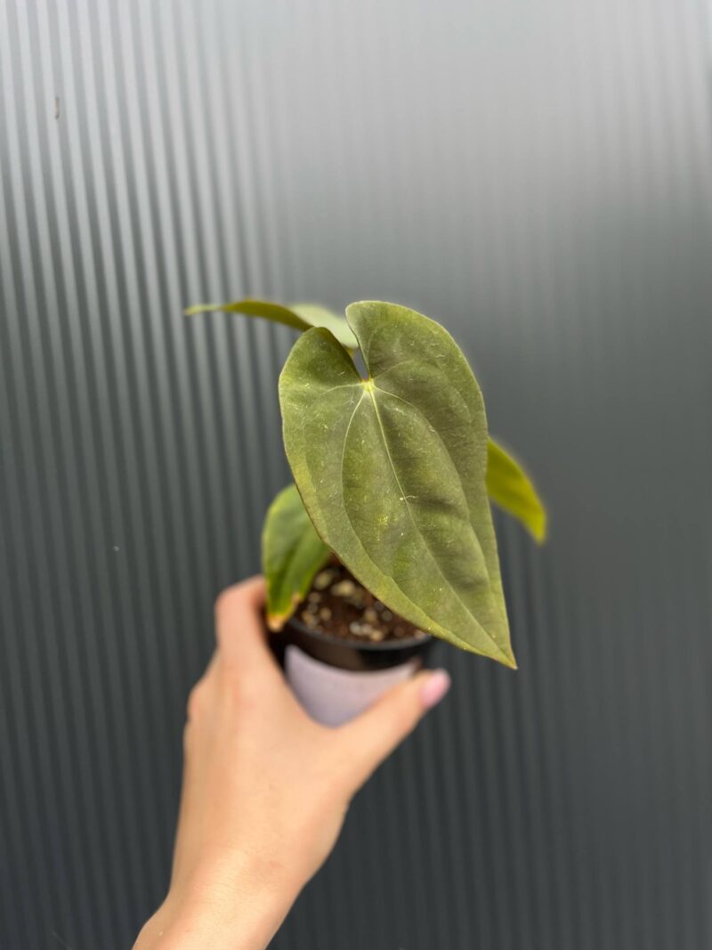 Anthurium Wonderland
