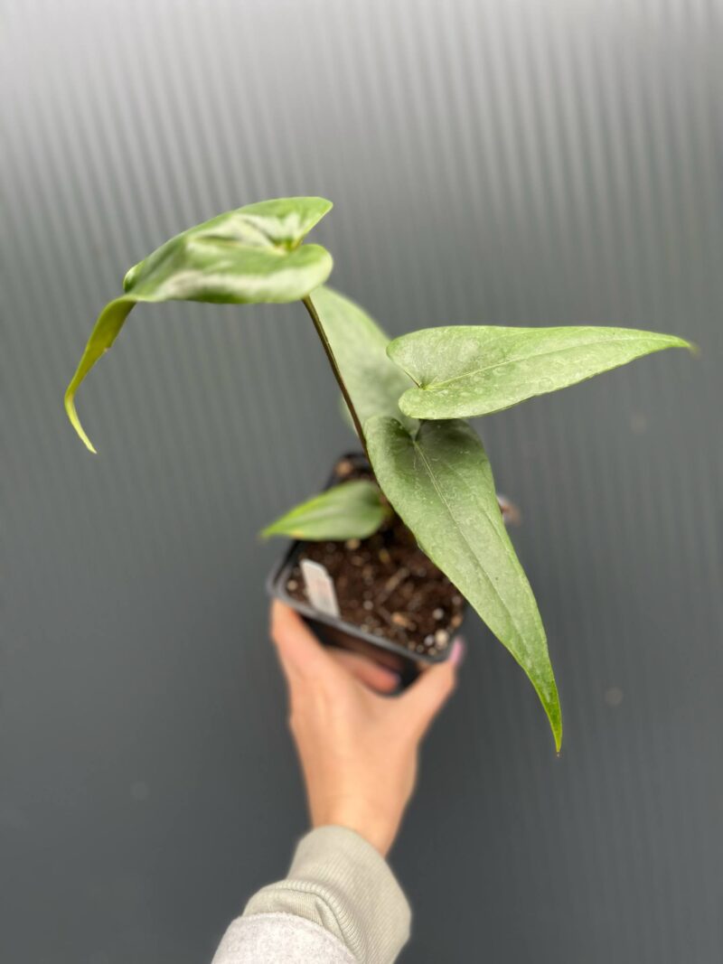 Anthurium Nigrolaminum × Anthurium papillilaminum Anthurium Nigrolaminum × Anthurium papillilaminum