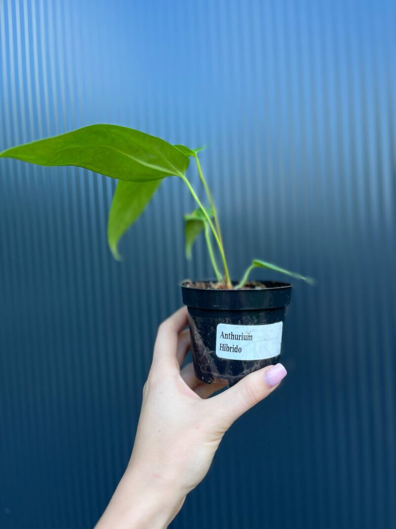 Anthurium Hibrido