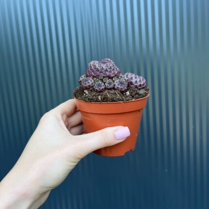 Sulcorebutia rauschii