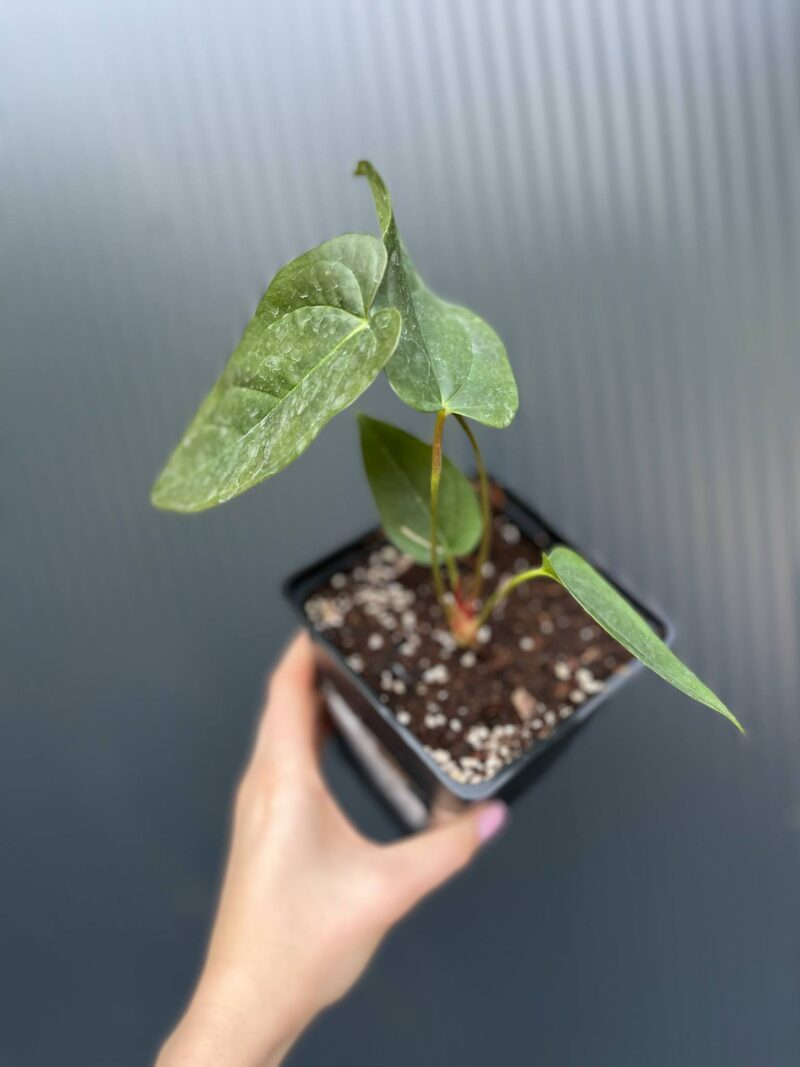 Anthurium papillilaminum × Anthurium pedatum