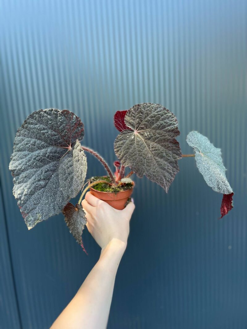 Begonia ‘Taconite’
