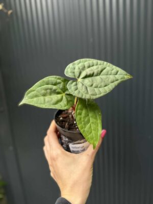 Anthurium Raven Soul