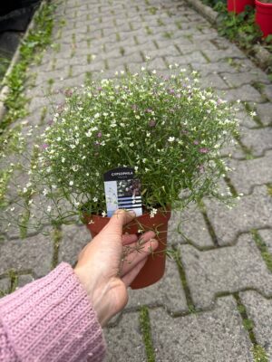 Gipsówka Gypsophila muralis ‘Gypsy’