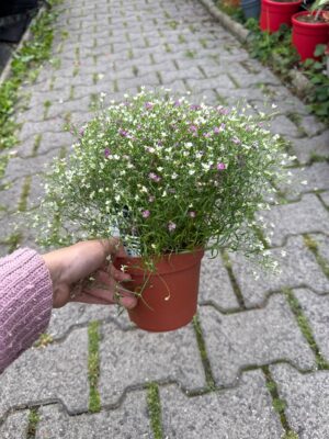 Gipsówka Gypsophila muralis ‘Gypsy’