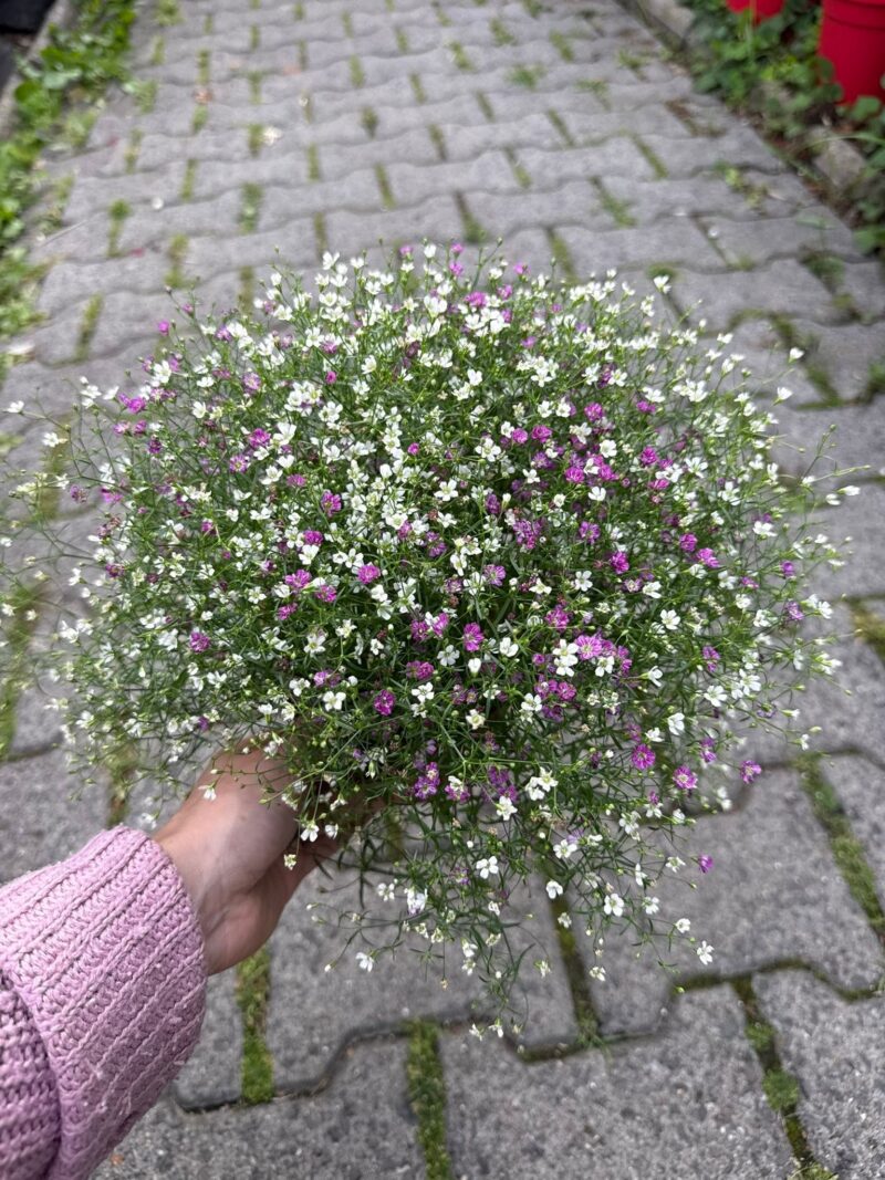 Gipsówka Gypsophila muralis ‘Gypsy’