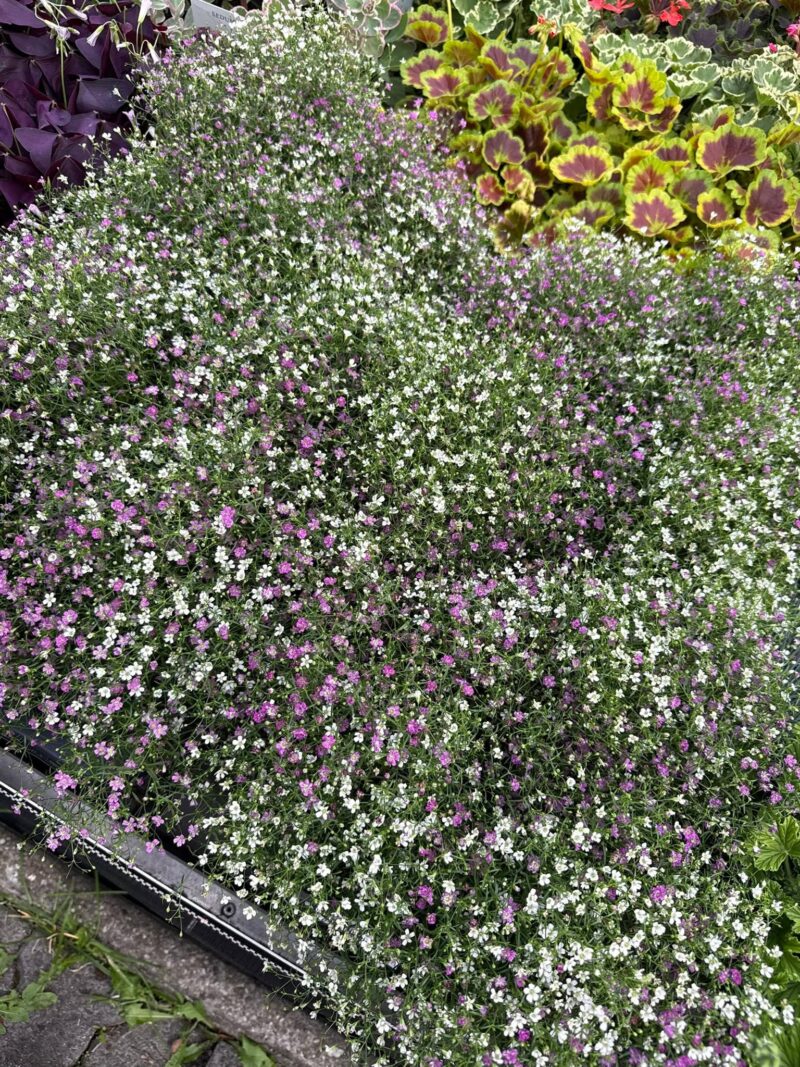 Gipsówka Gypsophila muralis ‘Gypsy’