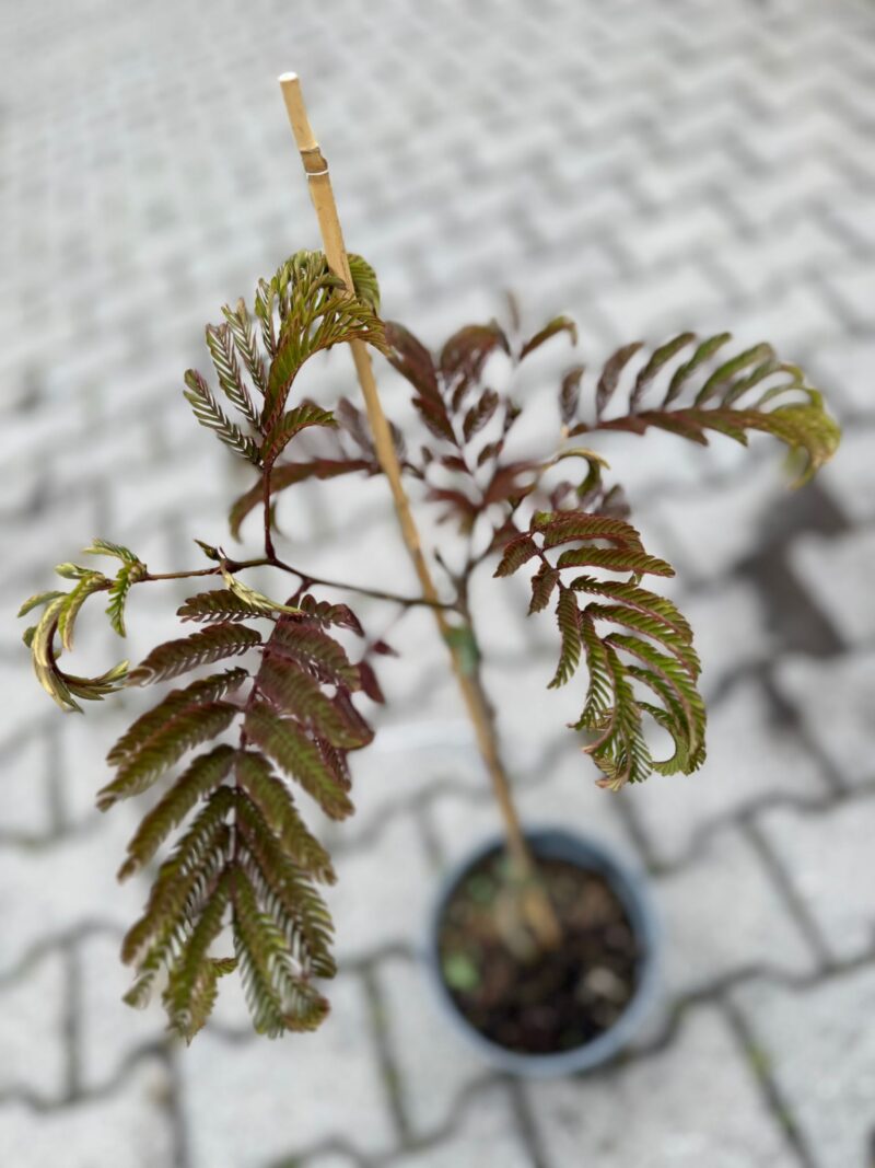 Albizia julibrissin ‘Summer Chocolate’