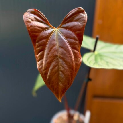 Anthurium Luxury Jungle x Papillilaminum