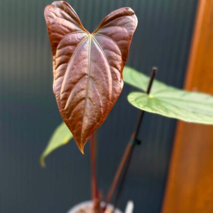 Anthurium Luxury Jungle x Papillilaminum