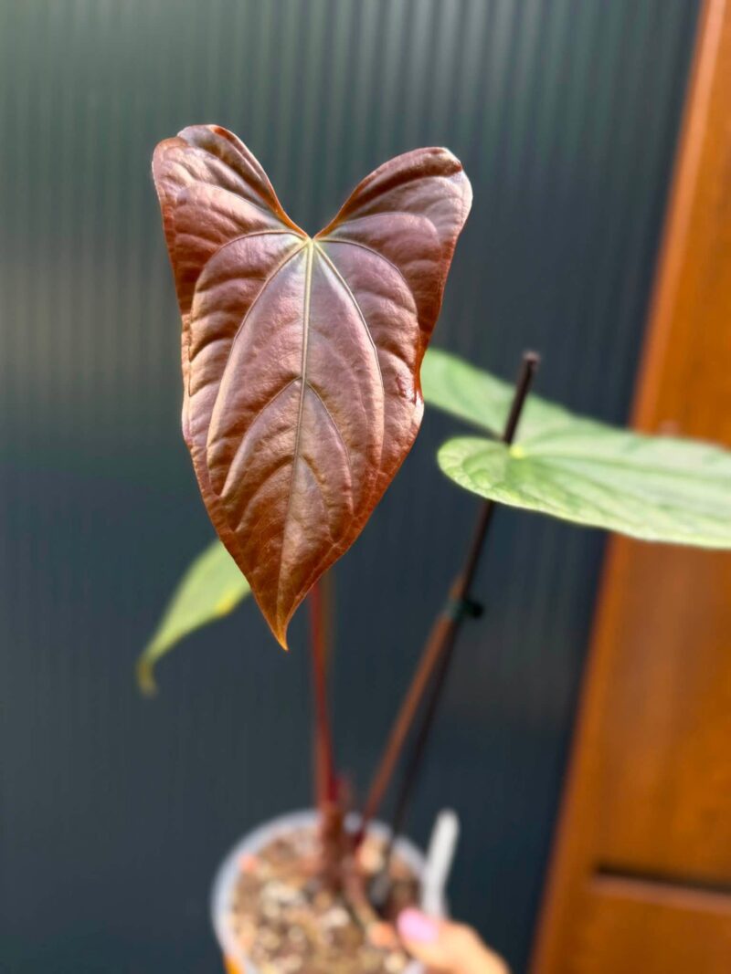 Anthurium Luxury Jungle x Papillilaminum Anthurium Luxury Jungle x Papillilaminum
