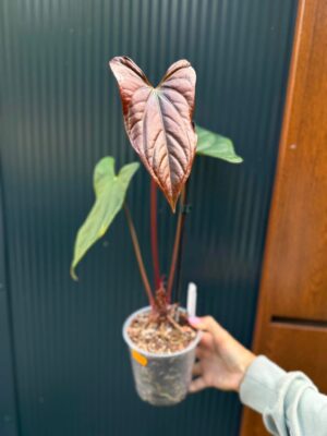 Anthurium Luxury Jungle x Papillilaminum