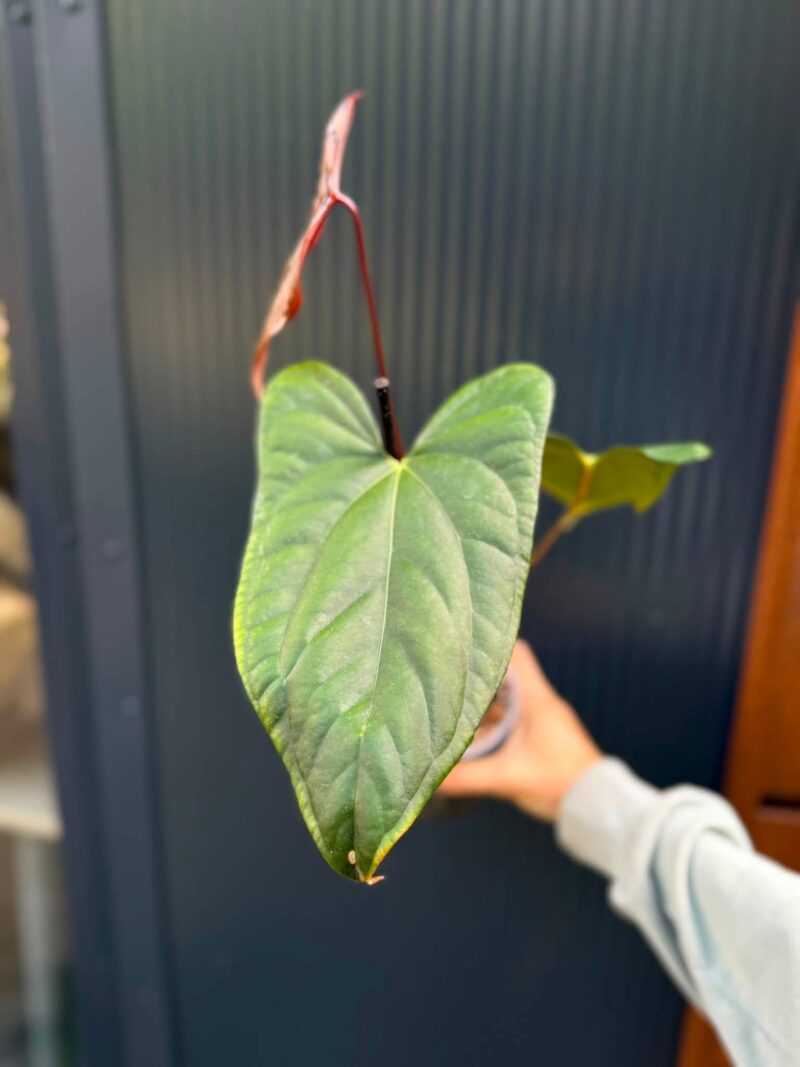 Anthurium Luxury Jungle x Papillilaminum