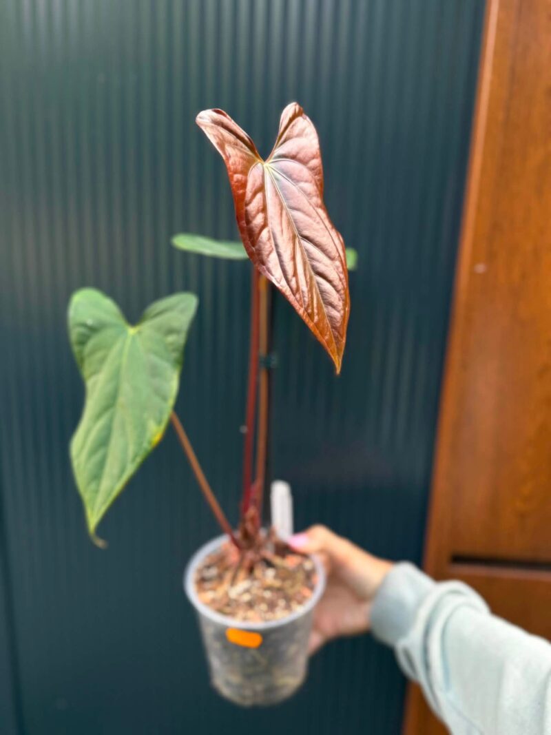 Anthurium Luxury Jungle x Papillilaminum