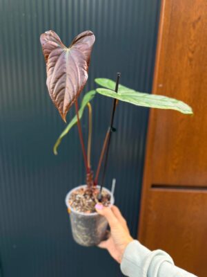 Anthurium Luxury Jungle x Papillilaminum