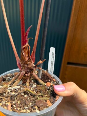 Anthurium Luxury Jungle x Papillilaminum