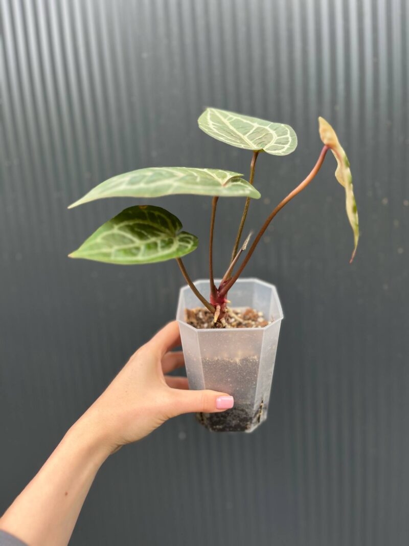 Dockblock Anthurium Zara® x Michelle®
