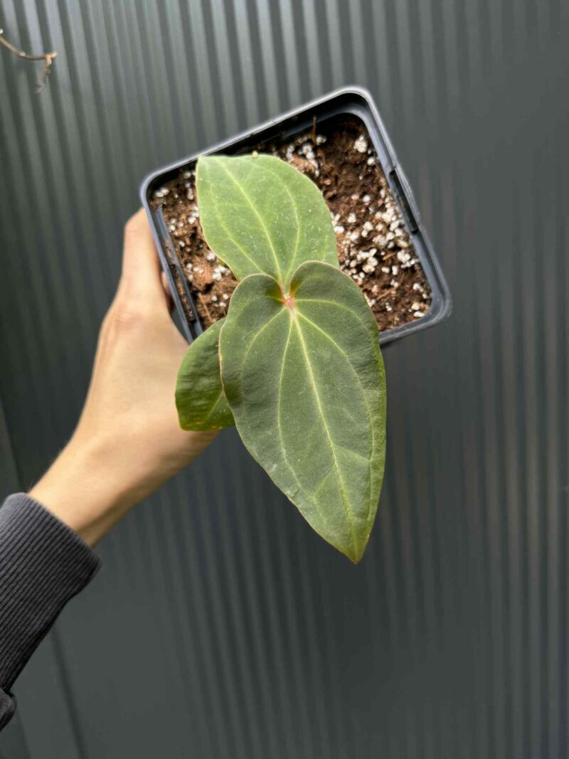 Anthurium Eureka x Dressleri