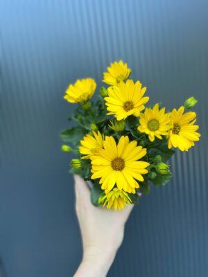 Osteospermum – Stokrotka afrykańska