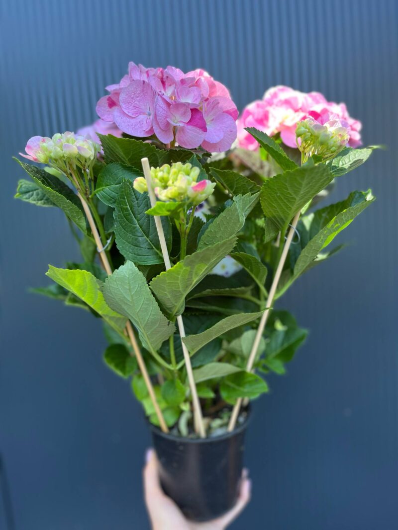 Hortensja Ogrodowa | Hydrangea macrophylla SWEET FANTASY