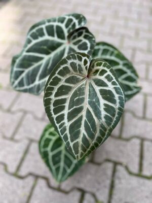 Dockblock Anthurium Michelle®