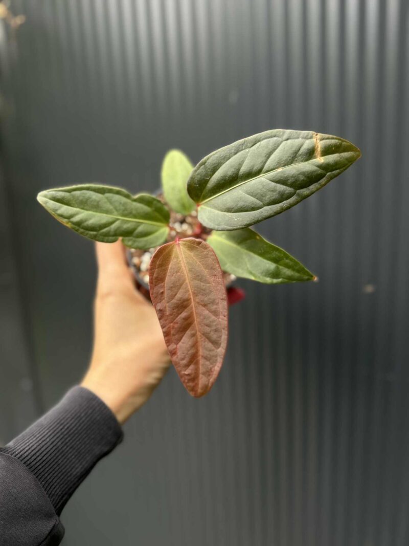 Anthurium Cuyabeno Soul Anthurium Cuyabeno Soul