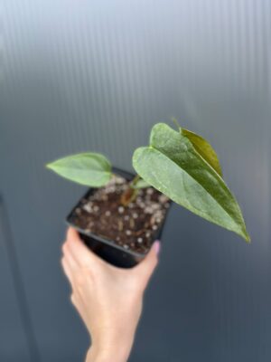 Anthurium papillilaminum × Anthurium pedatum