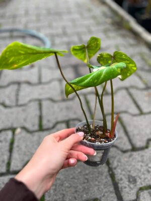 Philodendron Gloriosum Tricolor Variegata (nr 7436)