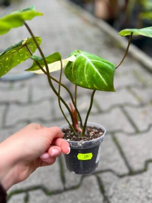 Philodendron Gloriosum Tricolor Variegata (nr 7436)