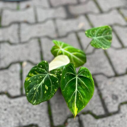 Philodendron Gloriosum Tricolor Variegata (nr 7436)