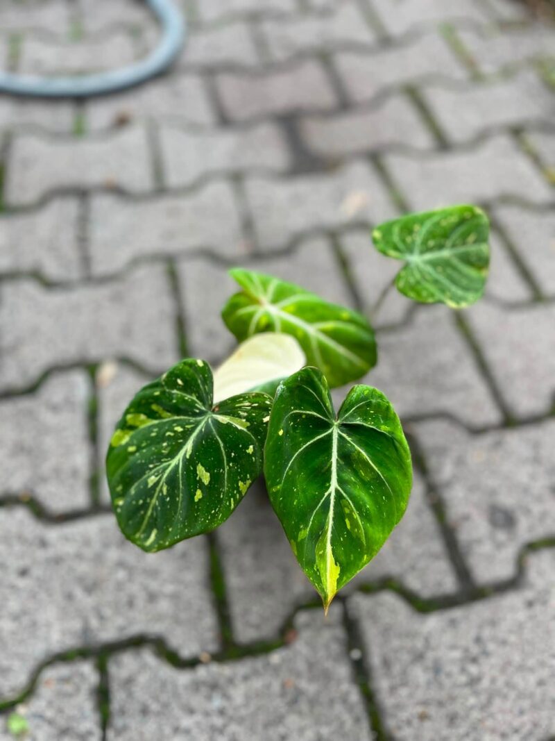 Philodendron Gloriosum Tricolor Variegata (nr 7436)