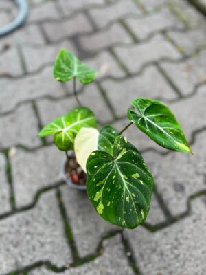 Philodendron Gloriosum Tricolor Variegata (nr 7436)