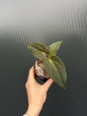 Anthurium Cuyabeno Soul x Anthurium Papillilaminum 