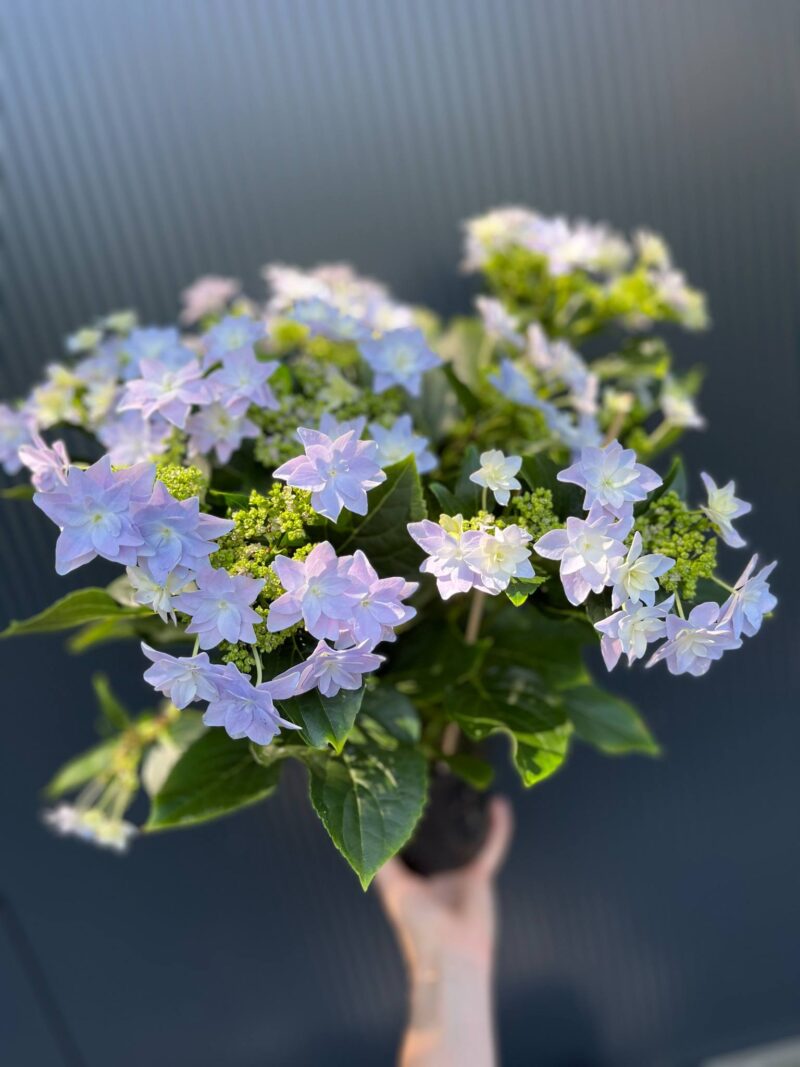 Hortensja Ogrodowa | Hydrangea macrophylla ‘Elleair Anniversary’ Hortensja Ogrodowa | Hydrangea macrophylla ‘Elleair Anniversary’