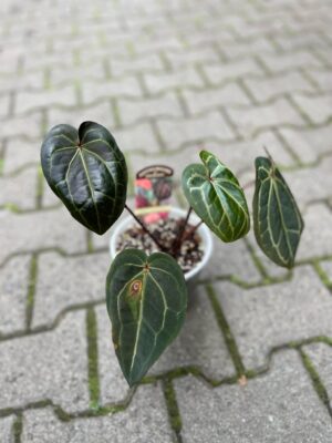 Dockblock Anthurium Michelle® ’11’ x Red Velvet Cake® ’24’
