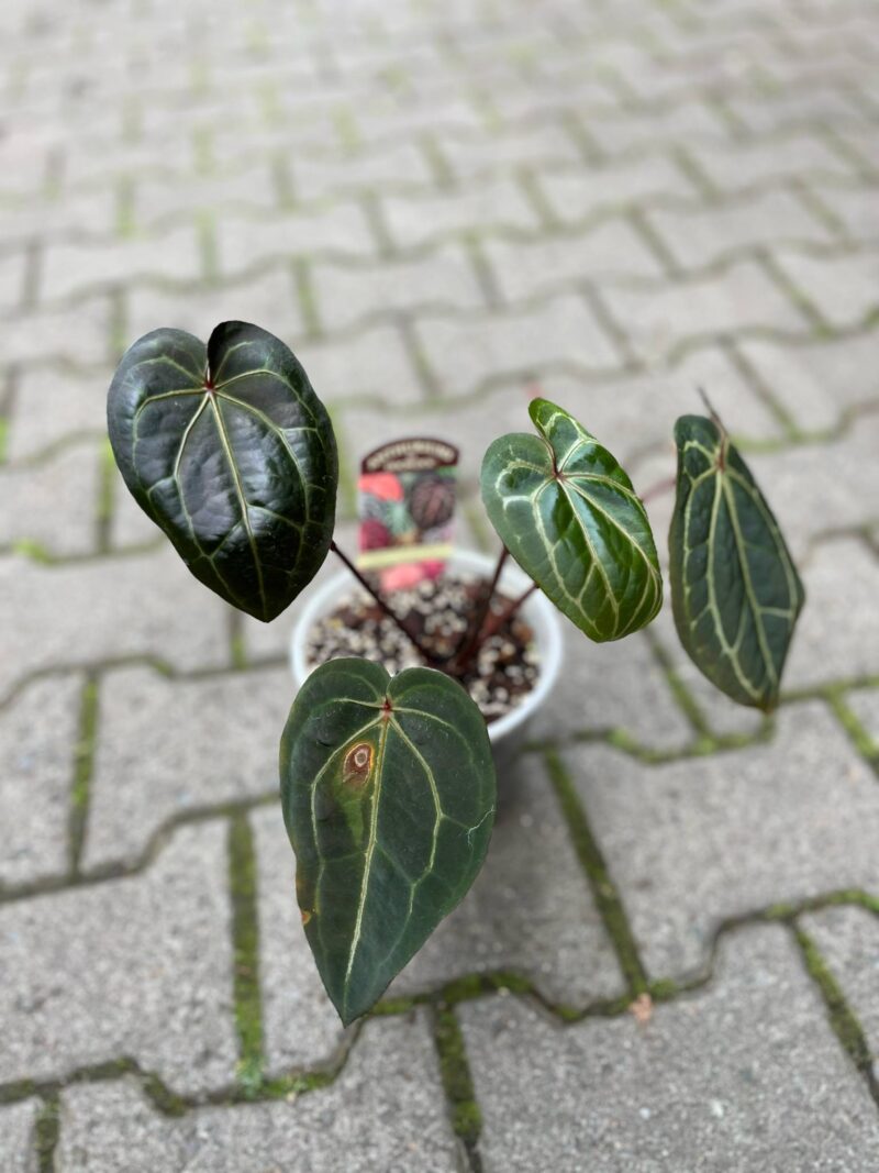 Dockblock Anthurium Michelle® ’11’ x Red Velvet Cake® ’24’