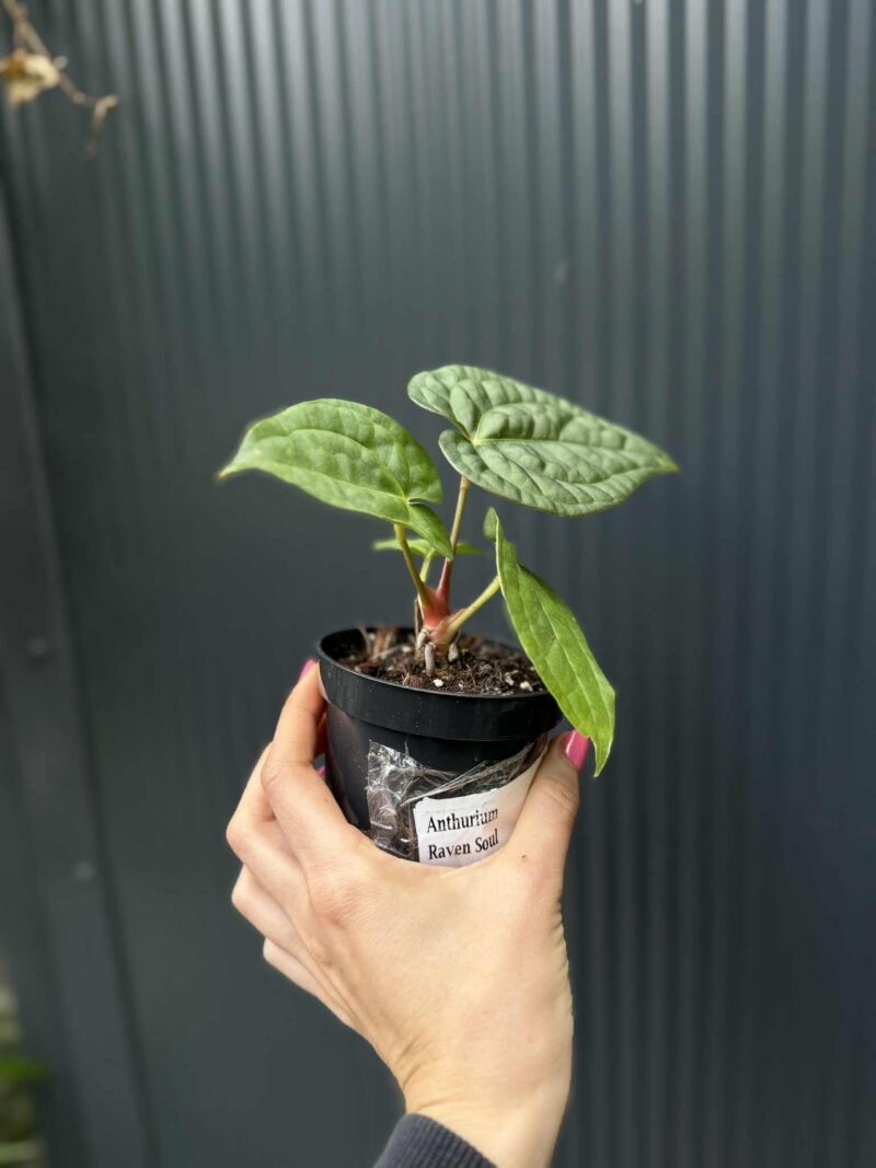 Anthurium Raven Soul