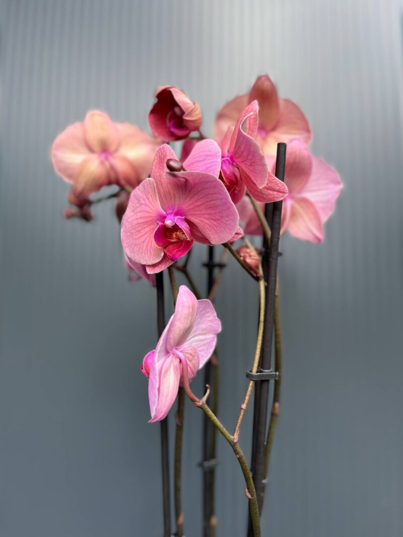 Phalaenopsis Fancy Clementine | Storczyk